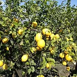 Il Limoneto Di Leo * Mascali