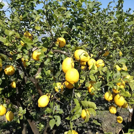 Il Limoneto Di Leo * マスカリ