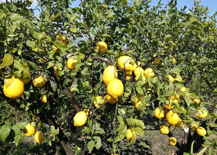 Il Limoneto Di Leo * Mascali